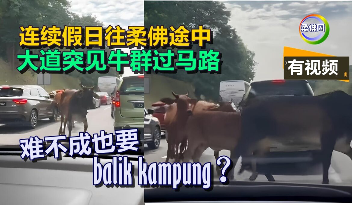 连续假日往柔佛途中  大道突见牛群过马路  难不成也要balik kampung？