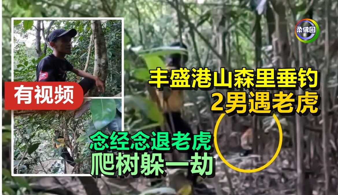 丰盛港山森里垂钓   2男遇老虎   念经念退老虎  爬树躲一劫