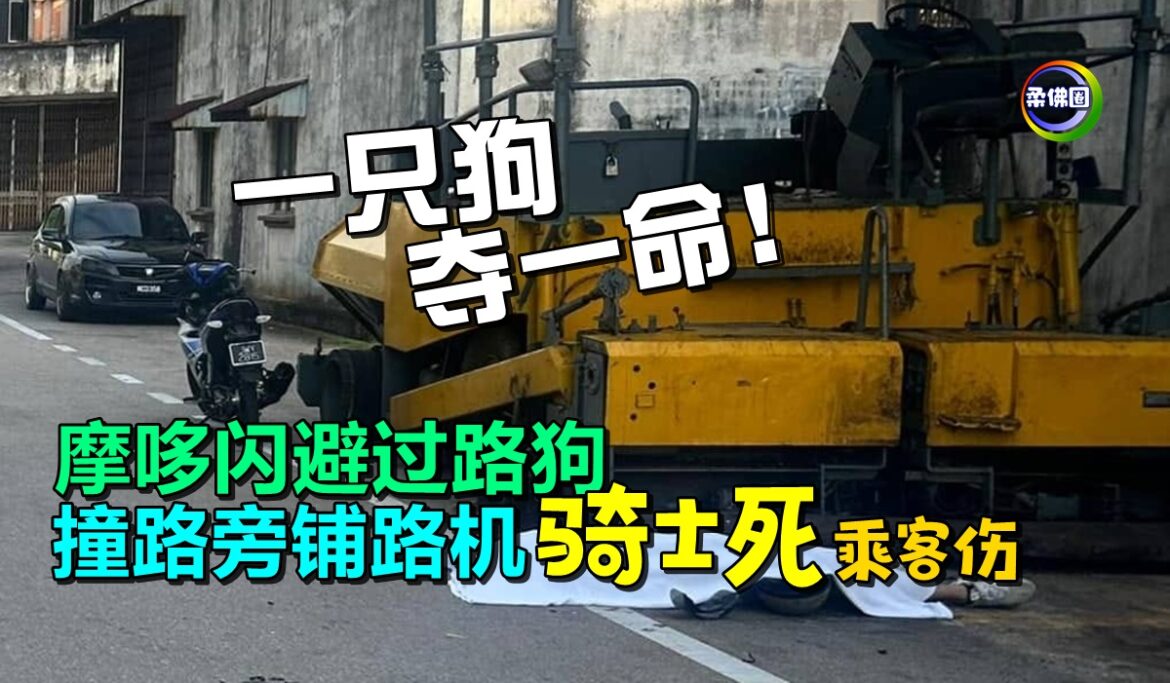 一只狗夺一命！摩哆闪避过路狗  撞路旁铺路机 骑士死乘客伤