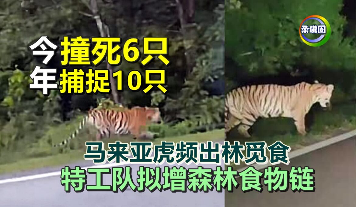 今年撞死6只  捕捉10只  马来亚虎频出林觅食  特工队拟增森林食物链