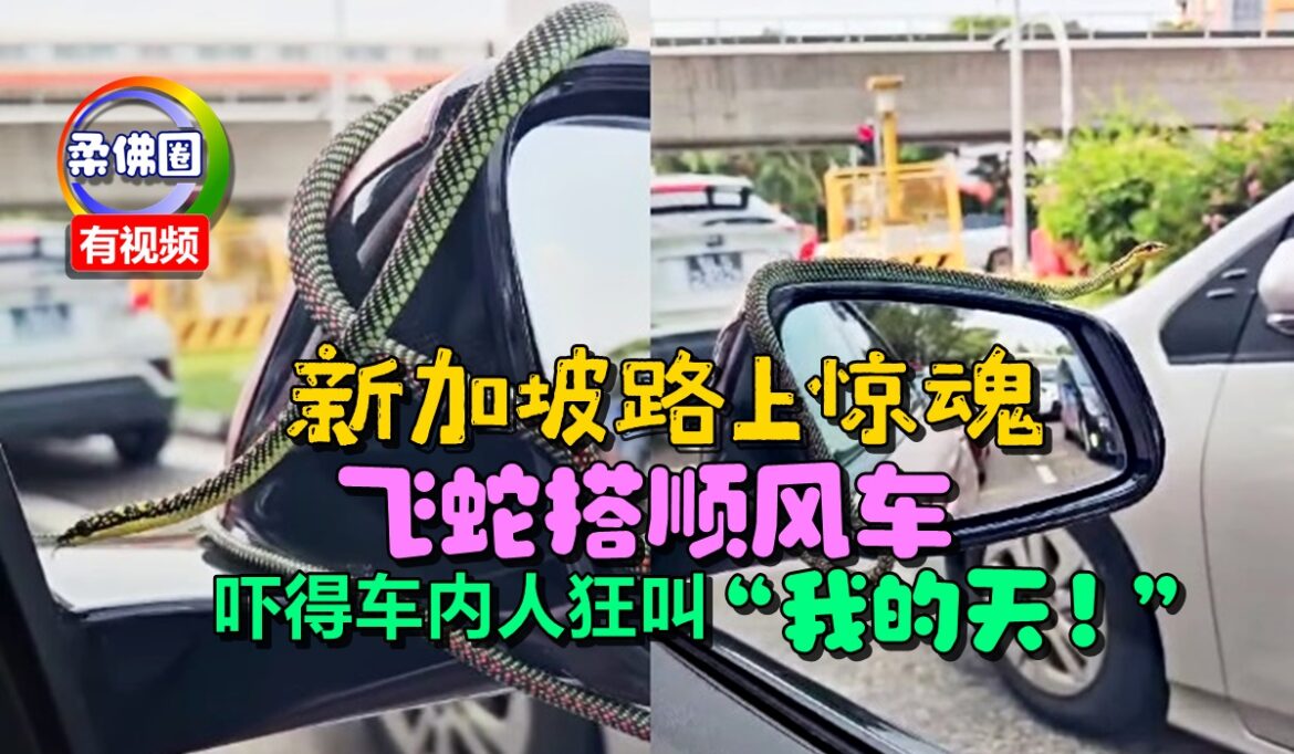 新加坡路上惊魂  飞蛇搭顺风车   吓得车内人狂叫“我的天！”