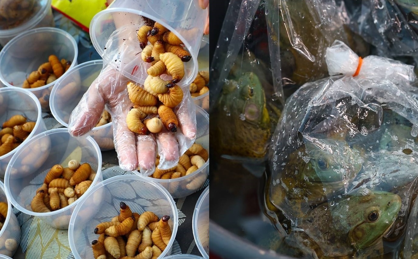 ■有时可在市集看见椰子虫（左）和田鸡。