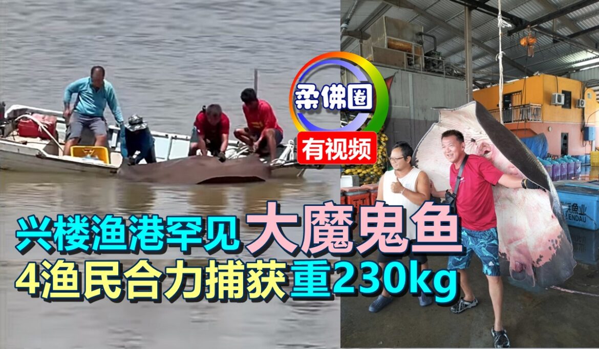 兴楼渔港罕见大魔鬼鱼   4渔民合力捕获  重230kg