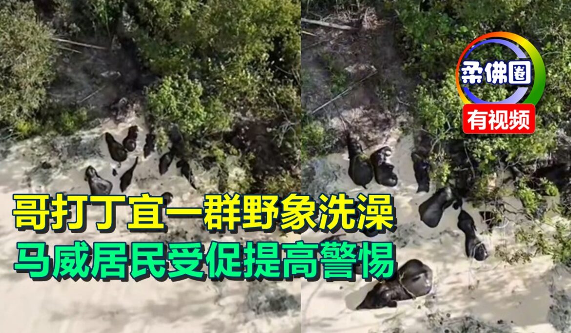 哥打丁宜一群野象洗澡   马威居民受促提高警惕
