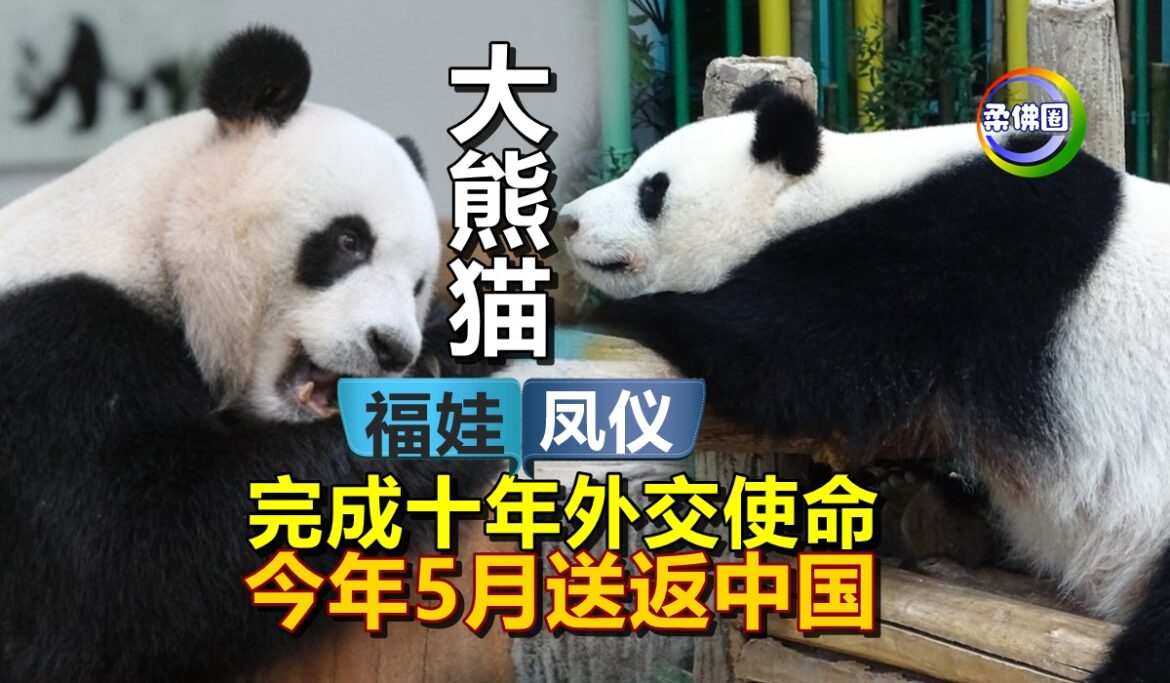 完成十年外交使命  大熊猫“福娃”和“凤仪”  今年5月送返中国