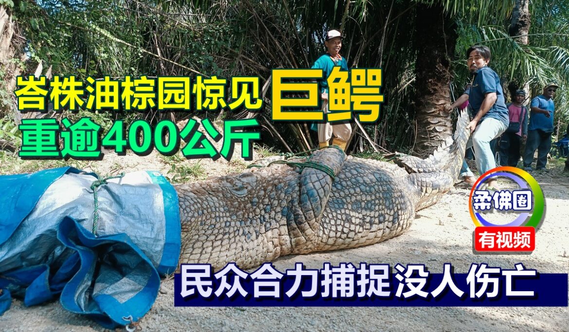 峇株油棕园惊见巨鳄  重逾400公斤  民众合力捕捉 没人伤亡