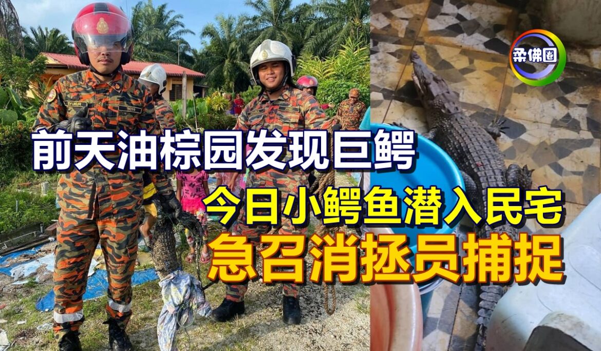 前天油棕园发现巨鳄  今日小鳄鱼潜入民宅  急召消拯员捕捉