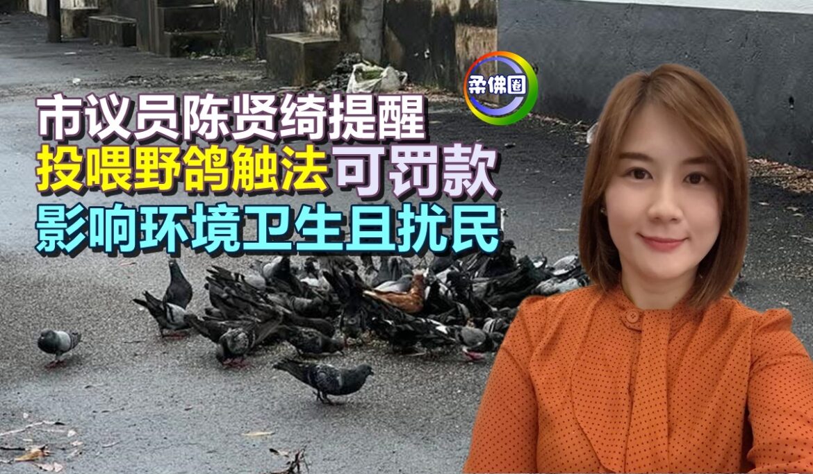 市议员陈贤绮提醒   投喂野鸽触法可罚款   影响环境卫生且扰民