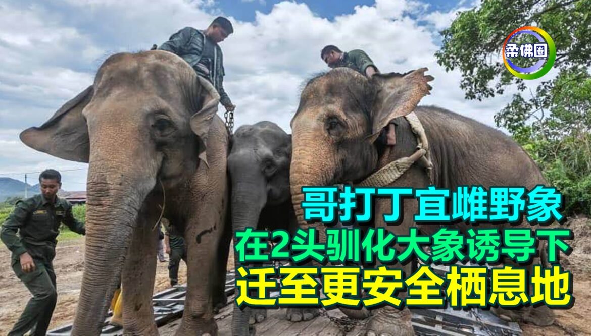哥打丁宜雌野象  在2头驯化大象诱导下  迁至更安全栖息地