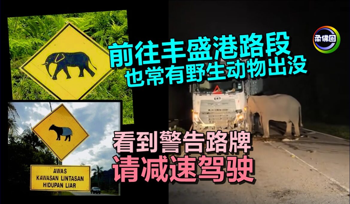 前往丰盛港路段  也常有野生动物出没  看到警告路牌请减速驾驶