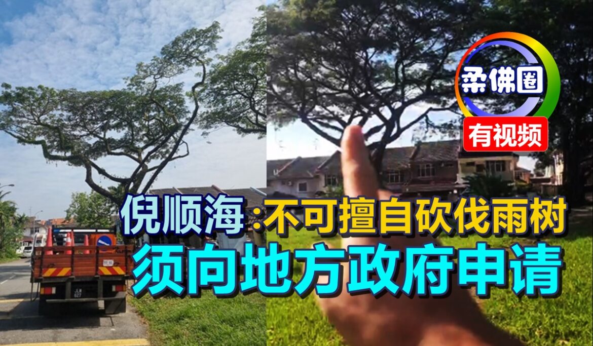 倪顺海：民众不可擅自砍伐雨树  须向地方政府或园艺单位申请