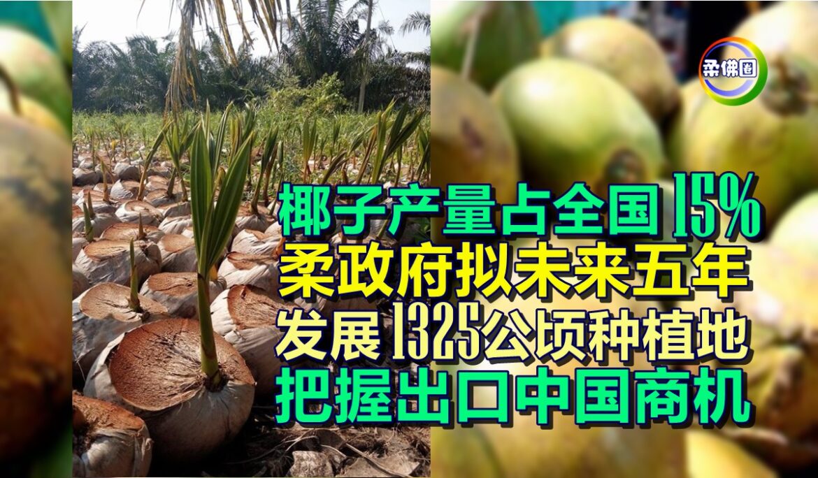 椰子产量占全国15%  柔政府拟未来5年  发展1325公顷种植地  把握出口中国商机