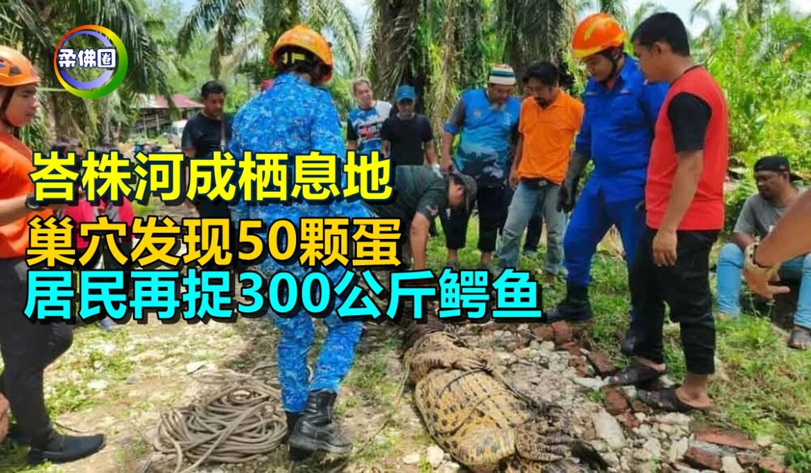 峇株河成栖息地  巢穴发现50颗蛋  居民再捉300公斤鳄鱼
