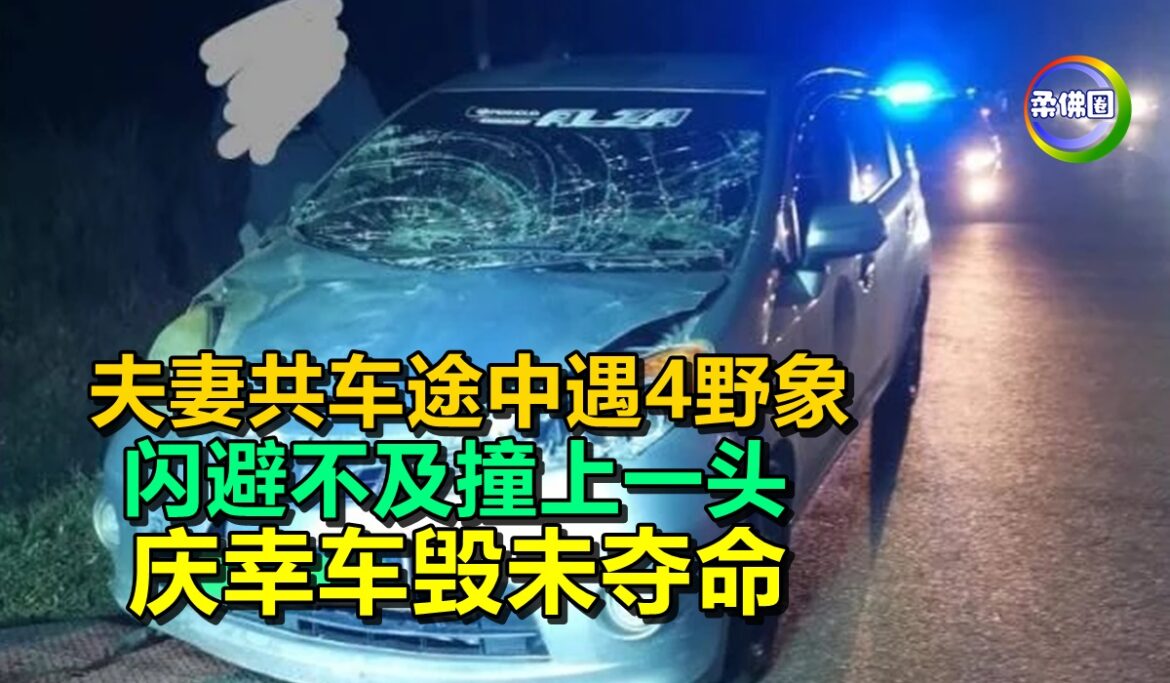 夫妻共车途中遇4野象   闪避不及撞上一头  庆幸车毁未夺命