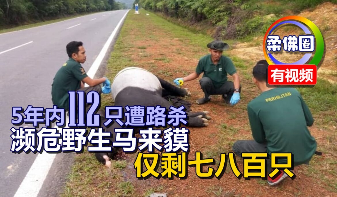 5年内112只遭路杀  濒危野生马来貘  仅剩七八百只