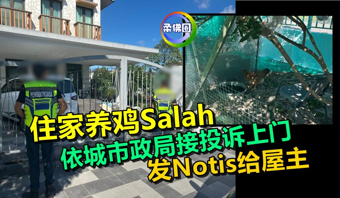 住家养鸡Salah 依城市政局接投诉上门  发Notis给屋主