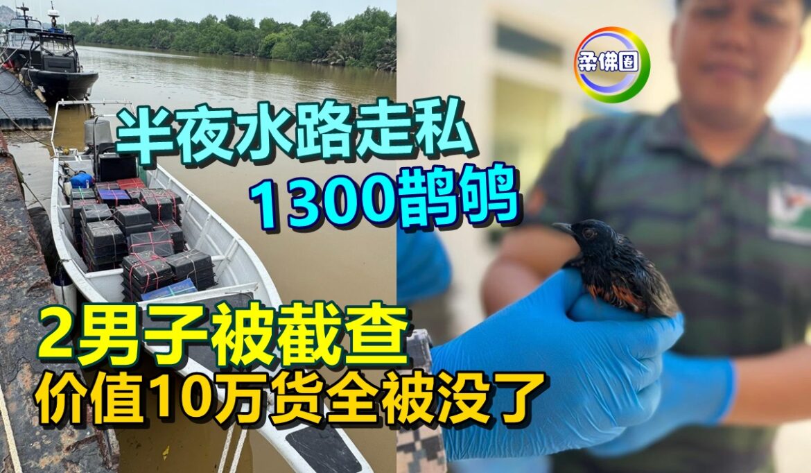 半夜水路走私1300鹊鸲  2男子被截查  价值10万货全被没了