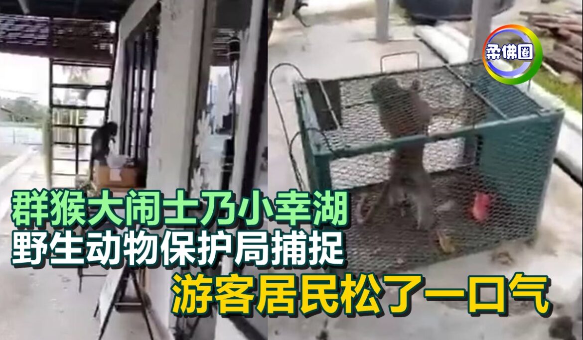 群猴大闹士乃小幸湖  野生动物保护局捕捉   游客居民松了一口气