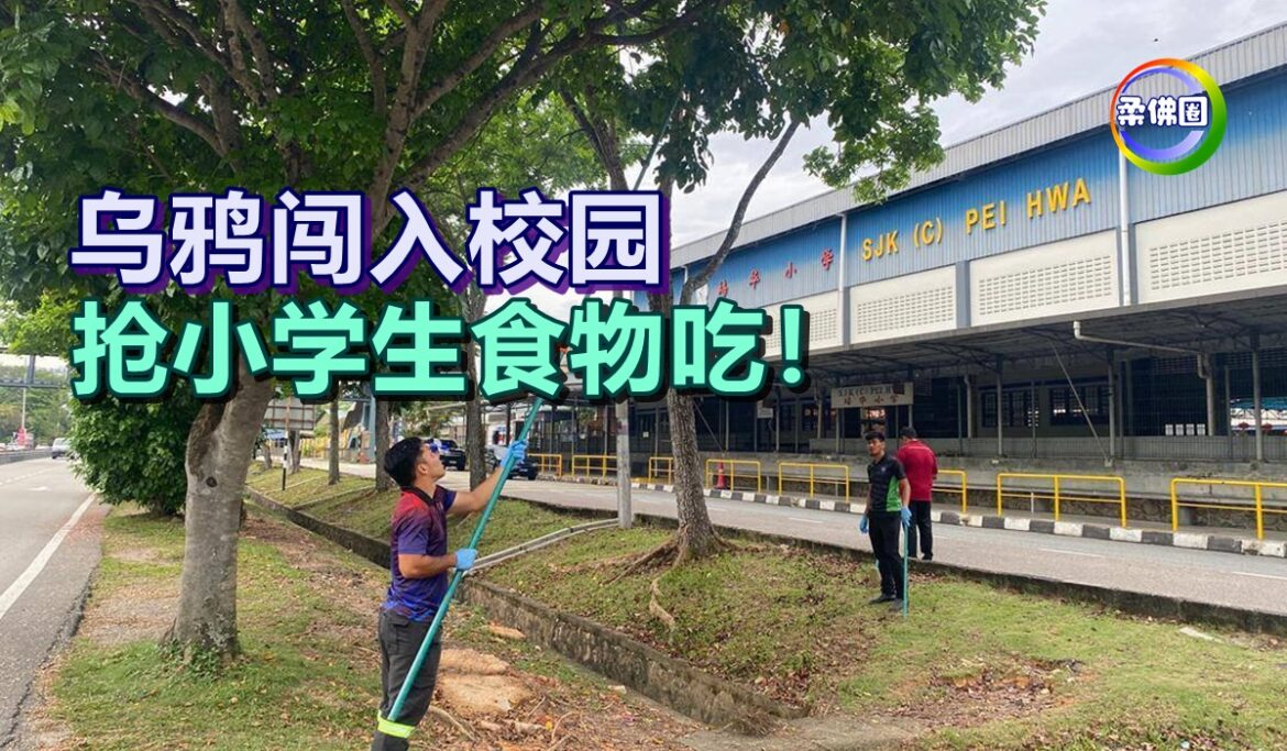 乌鸦闯入校园  抢小学生食物吃！