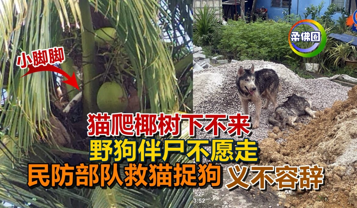 猫爬椰树下不来  野狗伴尸不愿走  民防部队救猫捉狗 义不容辞