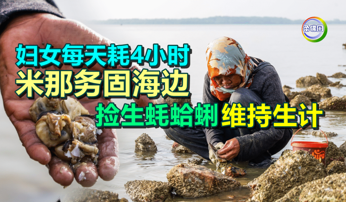 妇女每天耗4小时  米那务固海边   捡生蚝蛤蜊维持生计