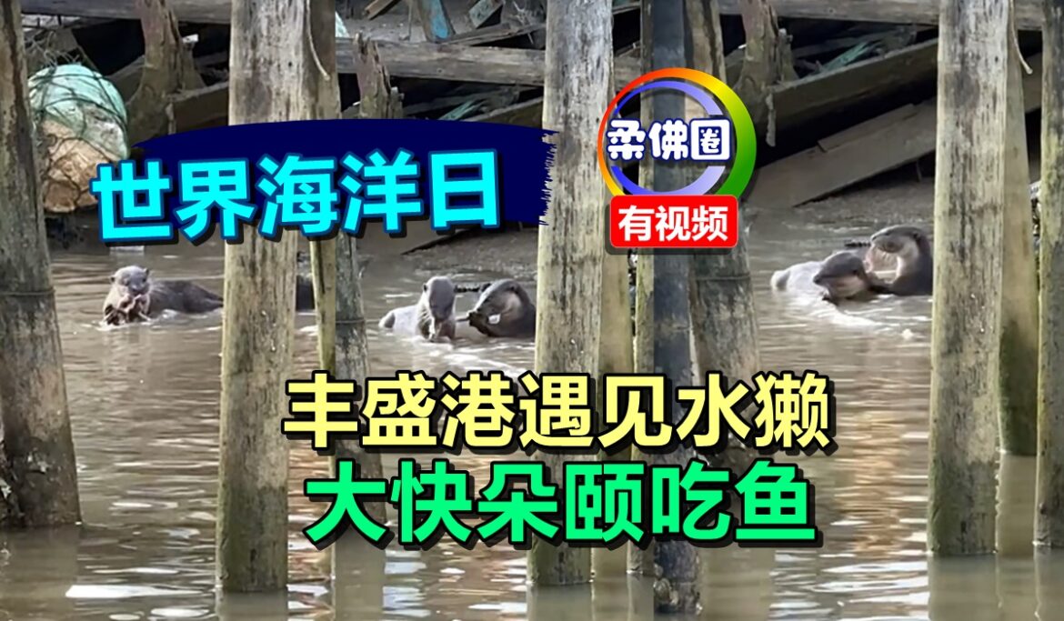 世界海洋日  丰盛港遇见水獭  大快朵颐吃鱼