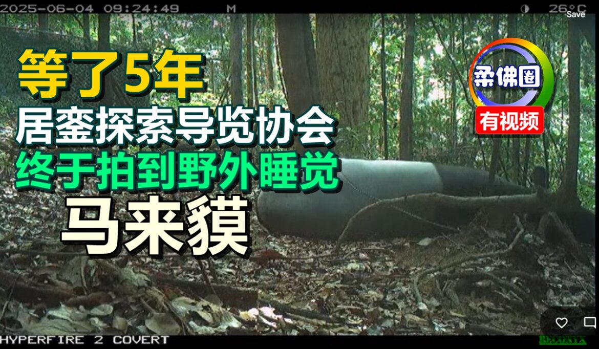 等了5年  居銮探索导览协会  终于拍到野外睡觉马来貘