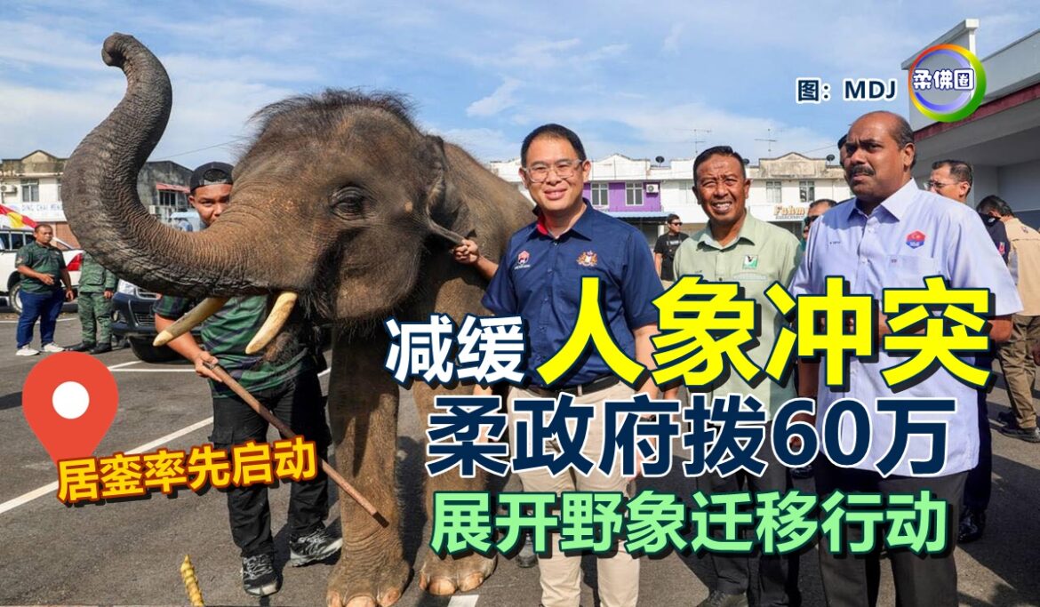 减缓“人象冲突”  柔政府拨60万  展开野象迁移行动  居銮率先启动