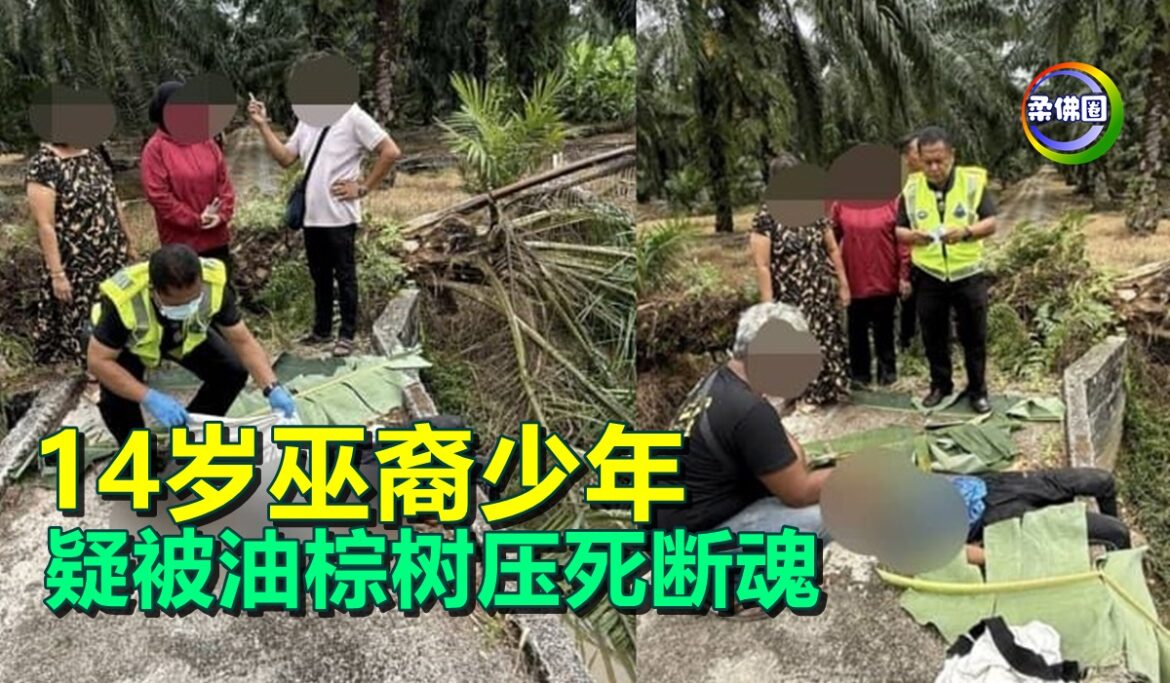14岁巫裔少年  疑被油棕树压死断魂