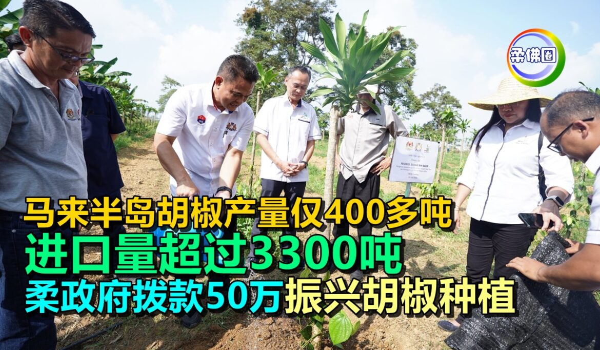 马来半岛胡椒产量仅400多吨  进口量超过3300吨  柔政府拨款50万振兴胡椒种植