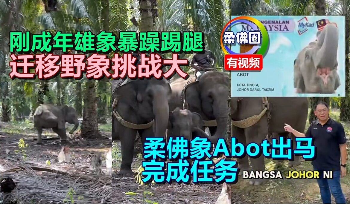 刚成年雄象暴躁踢腿  迁移野象挑战大  柔佛象Abot出马  完成任务