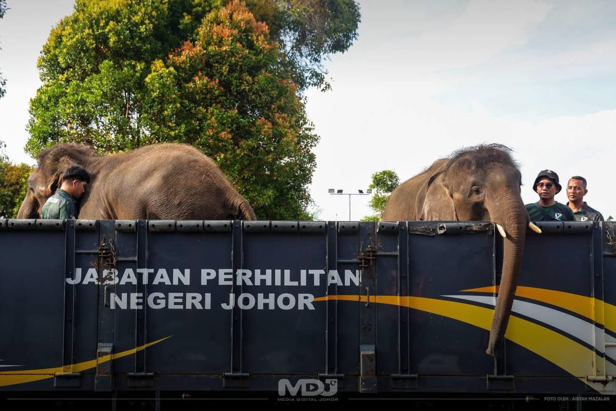 ■现场安排了两头驯服雄象Panti（6岁）和Pes（8岁）亮相。