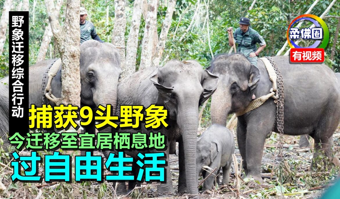 “野象迁移综合行动”已捕获9头野象  今迁移至宜居栖息地  过自由生活