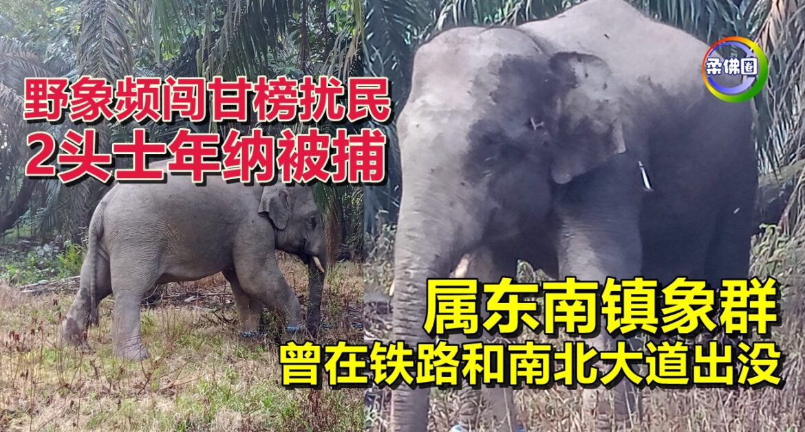 野象频闯甘榜扰民  2头士年纳被捕  属东南镇象群 曾在铁路和南北大道出没
