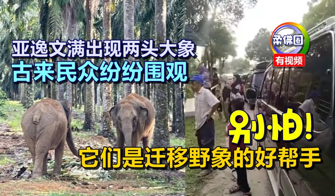 亚逸文满出现两头大象  古来民众纷纷围观  别怕！它们是迁移野象的好帮手