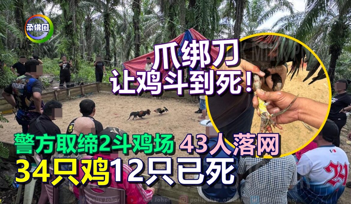 爪绑刀 让鸡斗到死！警方取缔2斗鸡场  43人落网  34只鸡12只已死