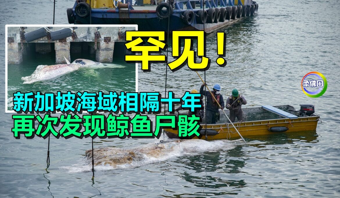 罕见！新加坡海域相隔十年  再次发现鲸鱼尸骸  提供宝贵研究机会