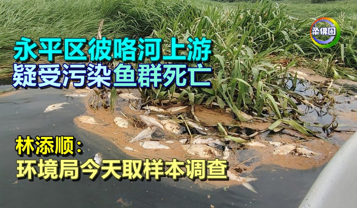 永平区彼咯河上游  疑受污染鱼群死亡   林添顺：环境局今天取样本调查