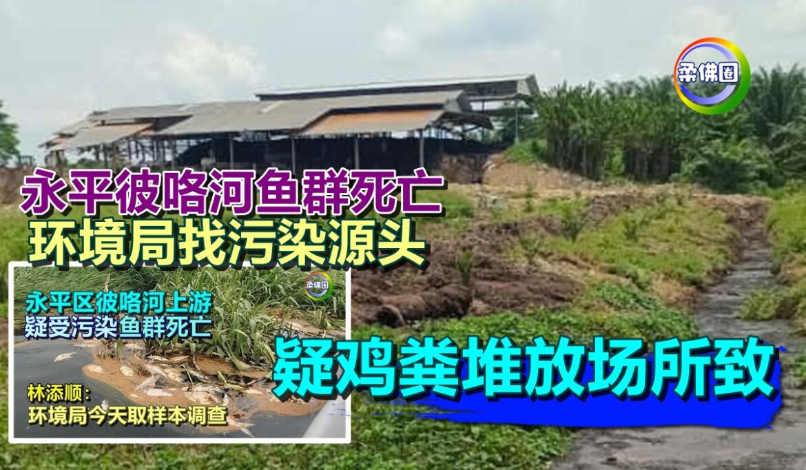 永平彼咯河鱼群死亡   环境局找污染源头  疑鸡粪堆放场所致
