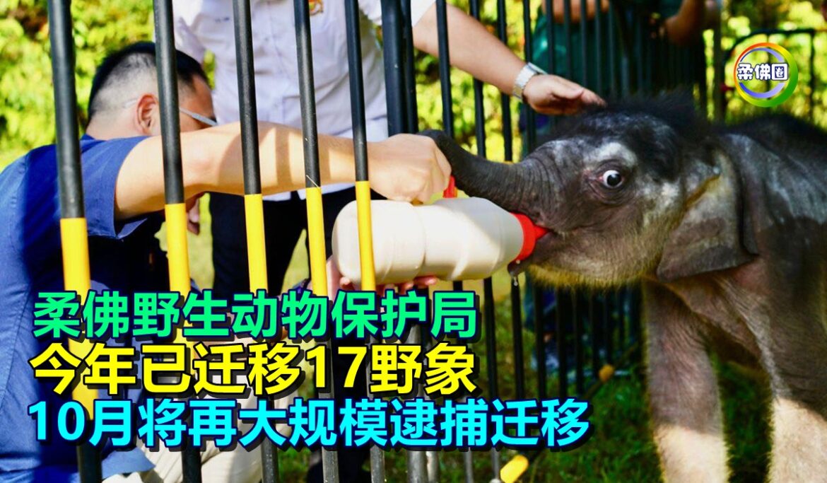 柔佛野生动物保护局  今年已迁移17野象  10月将再大规模逮捕迁移