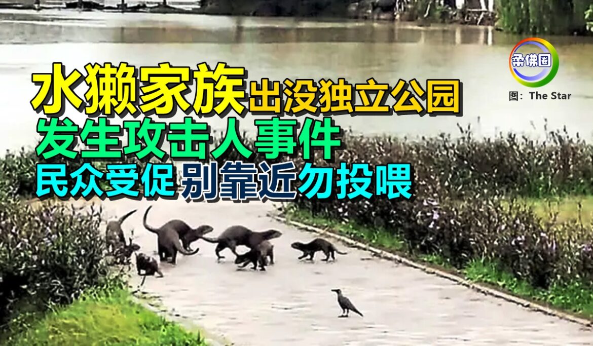 水獭家族出没新山独立公园   发生攻击人事件  民众受促别靠近勿投喂