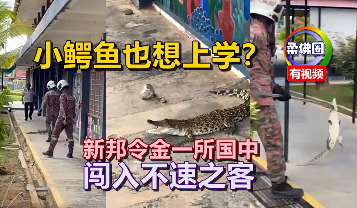 小鳄鱼也想上学？新邦令金一所国中  闯入不速之客