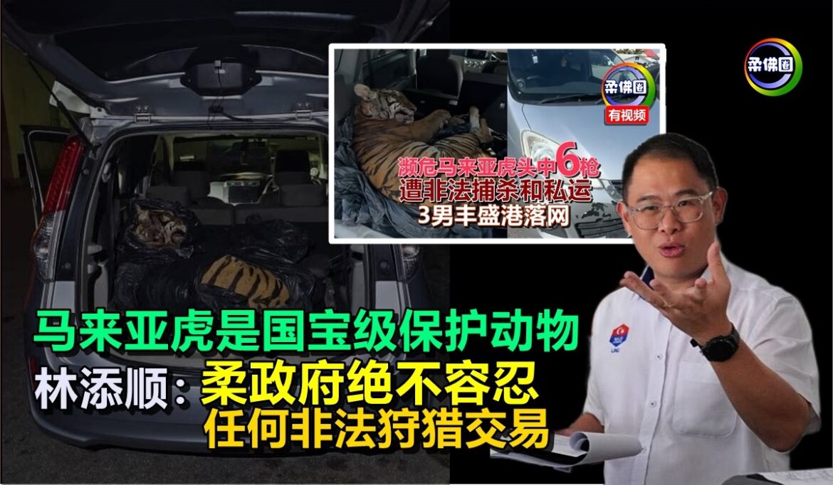 马来亚虎是国宝级保护动物  林添顺：柔政府绝不容忍  任何非法狩猎交易