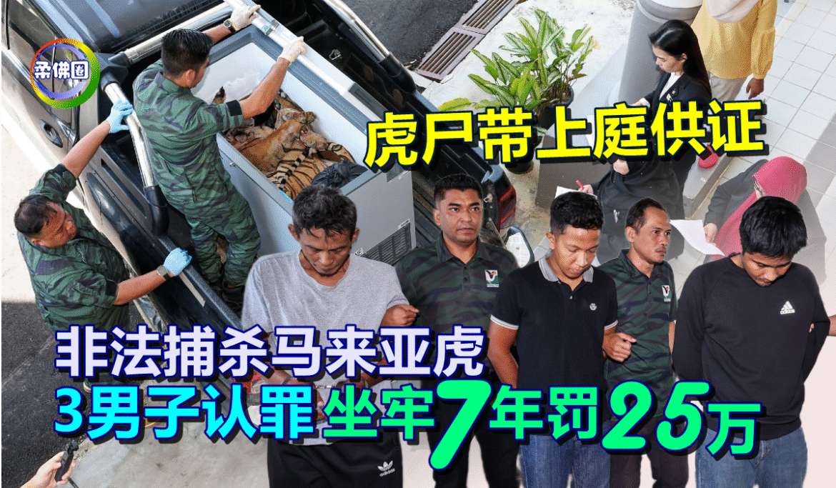 非法捕杀马来亚虎  3男子认罪 坐牢7年罚25万  虎尸带上庭供证