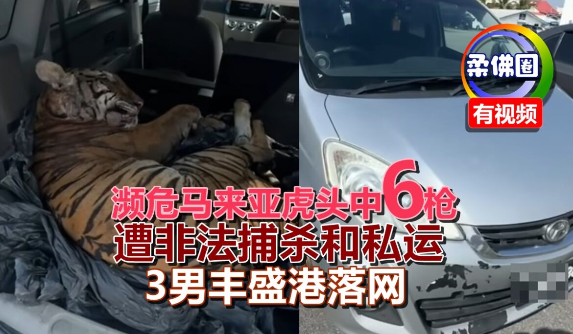 濒危马来亚虎头中6枪  遭非法捕杀和私运  3男丰盛港落网