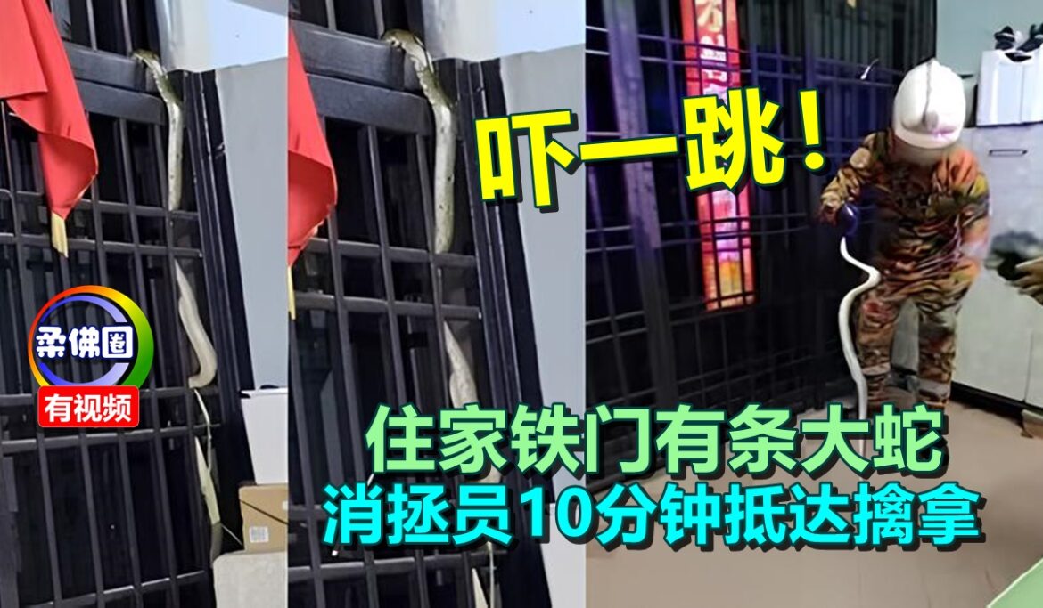 吓一跳！住家铁门有条大蛇  消拯员10分钟抵达擒拿
