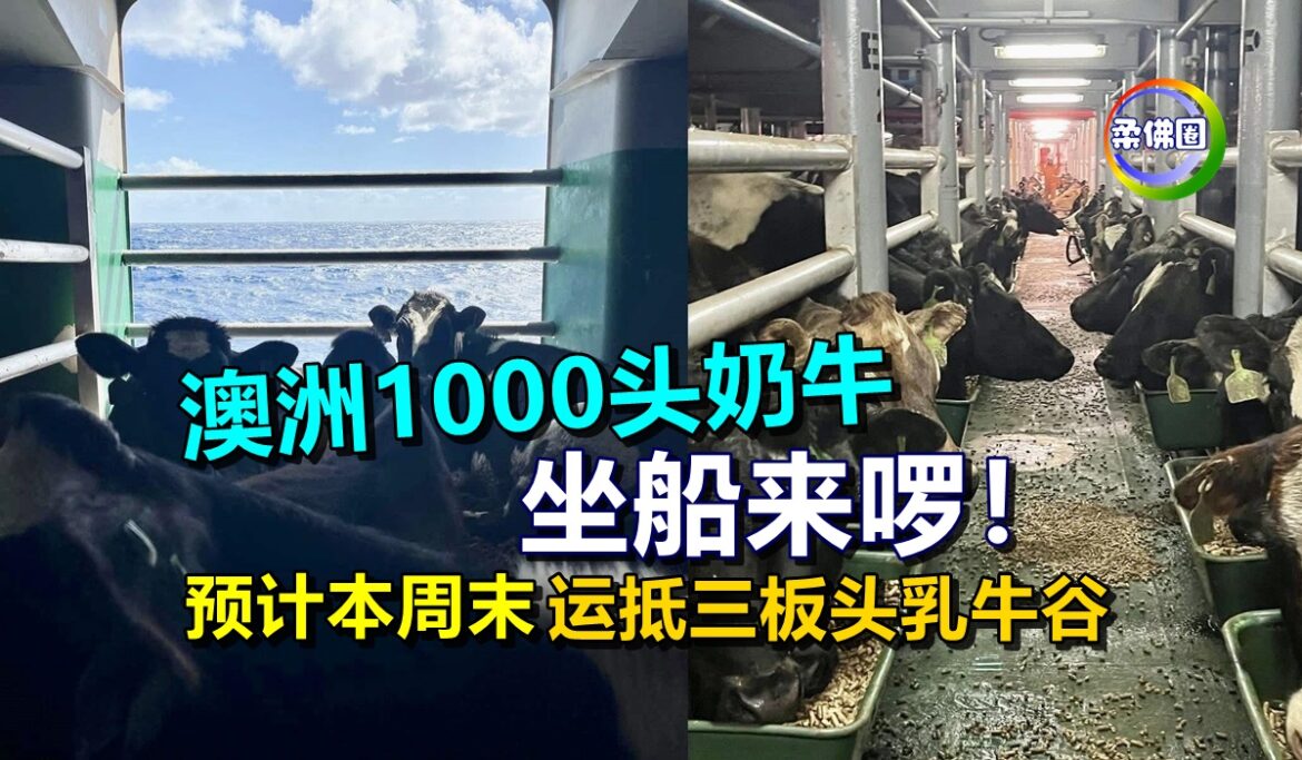 澳洲1000头奶牛  坐船来啰！预计本周末运抵三板头乳牛谷