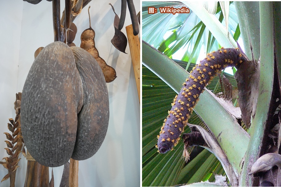 ■海底椰（海椰子）是世界最大的种子，母的似女性臀部，公的似男性器官。