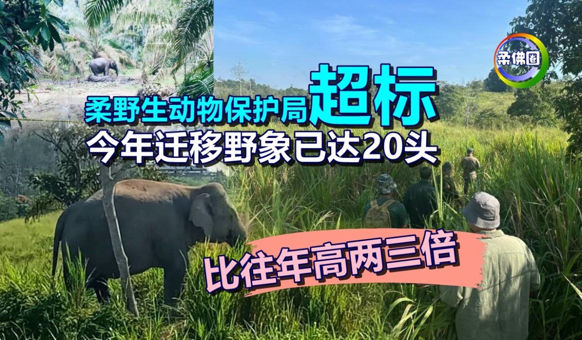 柔野生动物保护局“超标”  今年迁移野象已达20头  比往年高两三倍