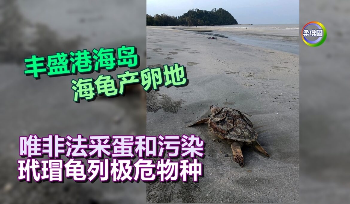 丰盛港海岛海龟产卵地  唯非法采蛋和污染  玳瑁龟列极危物种